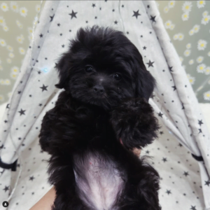 Maltipoo
